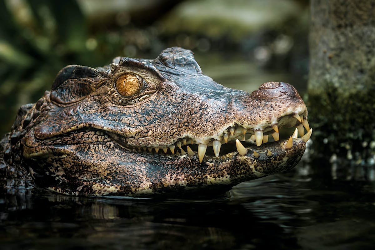 Родственники крокодила