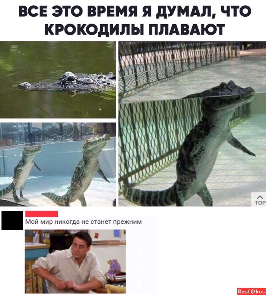 Крокодил против аллигатора
