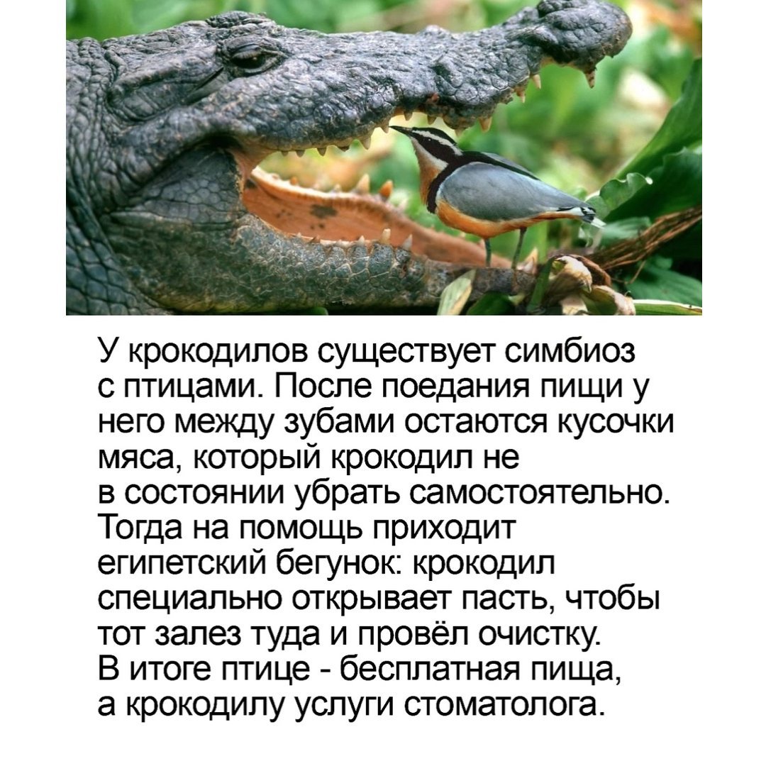 Эволюция крокодилов схема