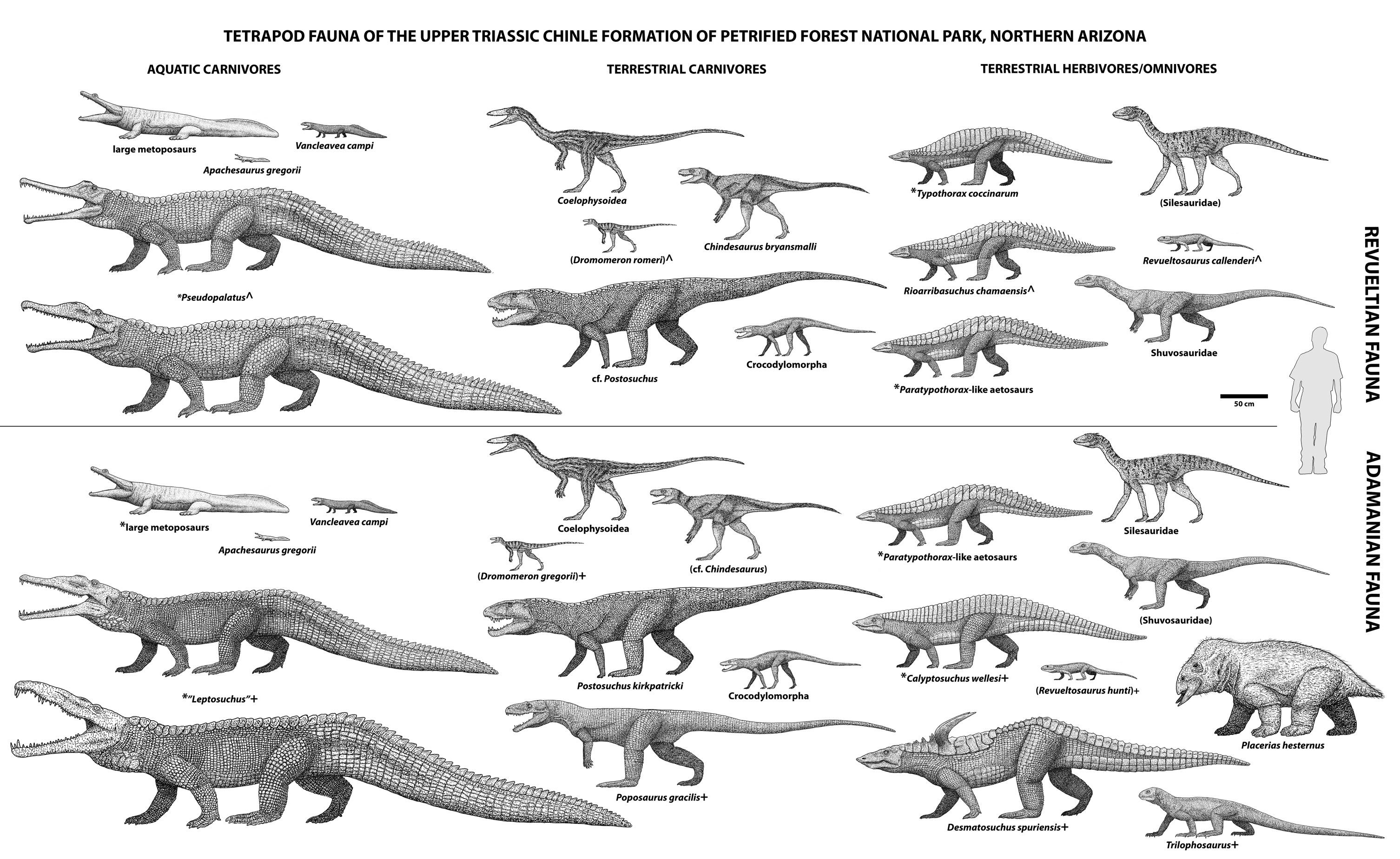 Динозавры развитие. Динозавры Триасового периода названия. Архозавры предки крокодил. Динозавры Триасового периода таблица. Схема эволюции архозавров.