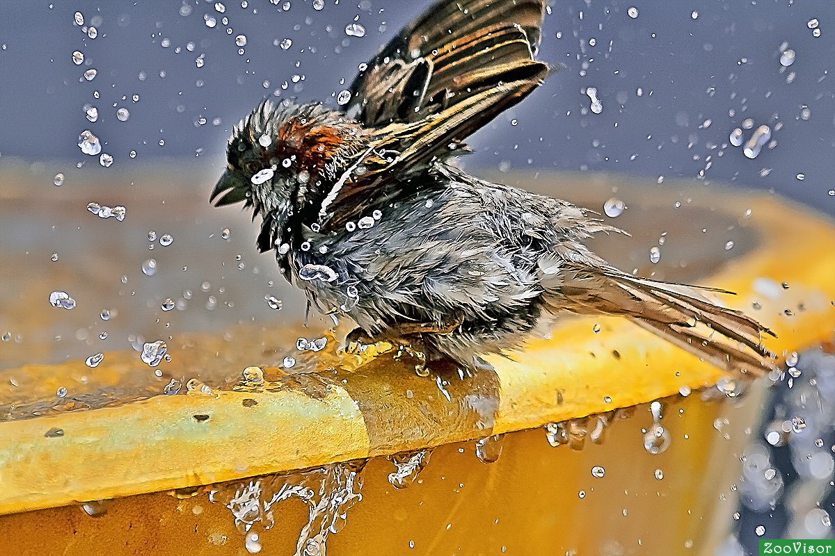 Мокрый Воробушек