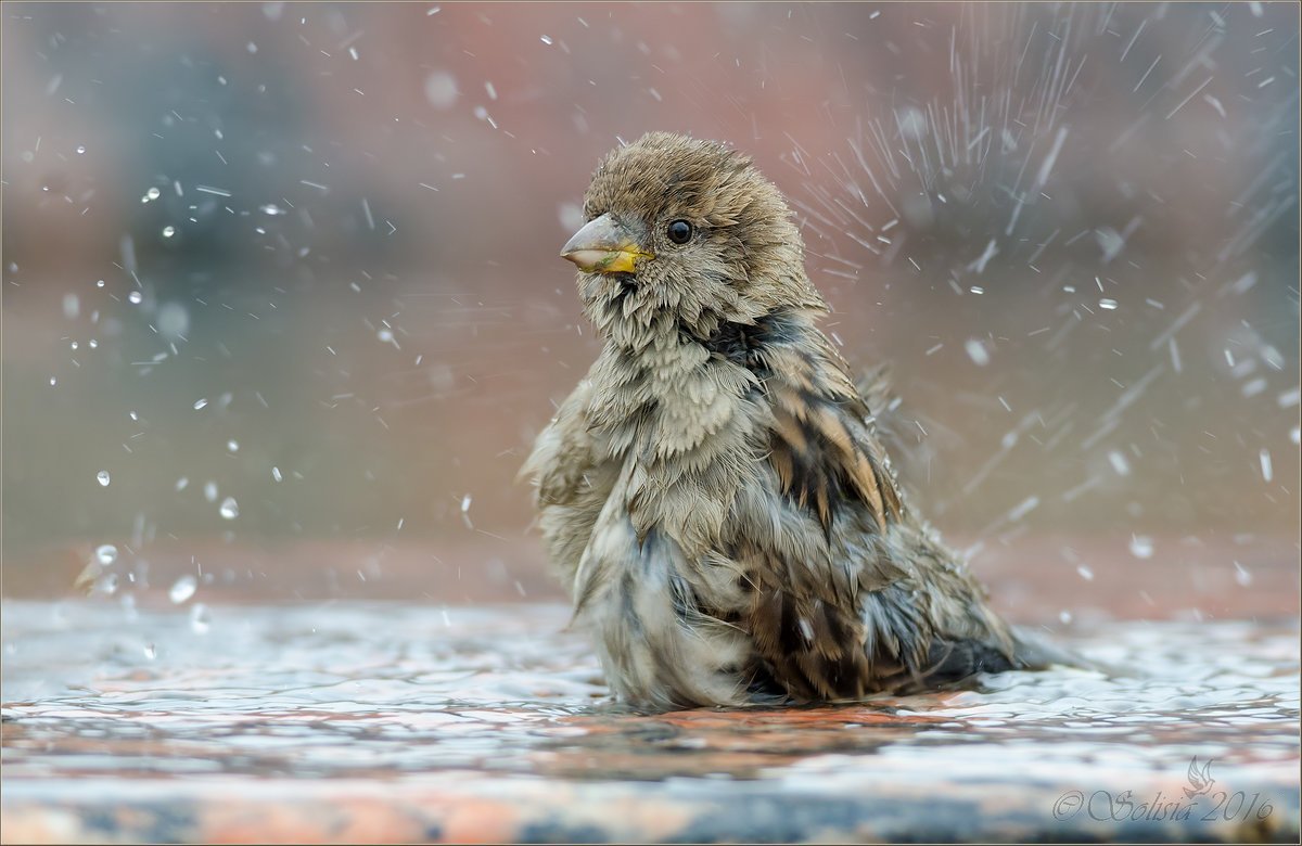 Воробей в луже