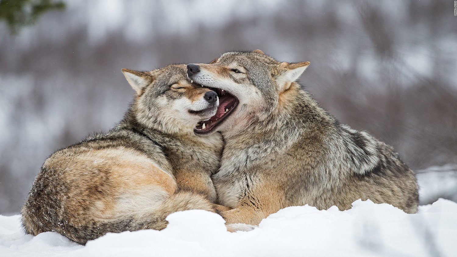 Лисы и волки в природе