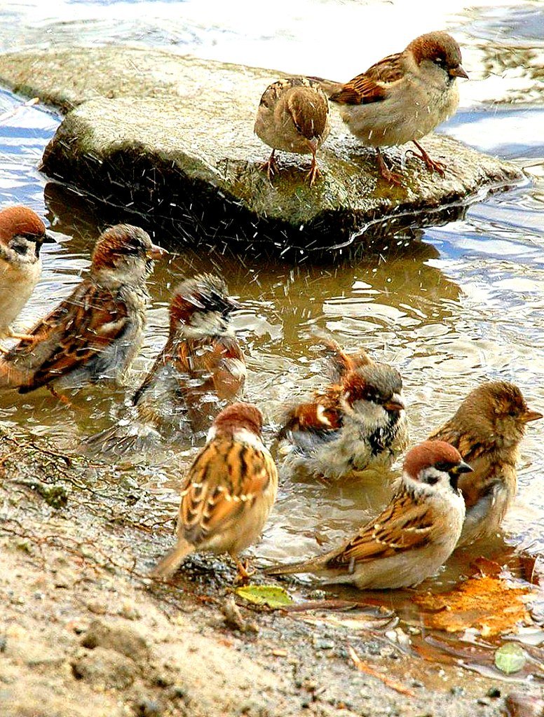 Птицы купаются