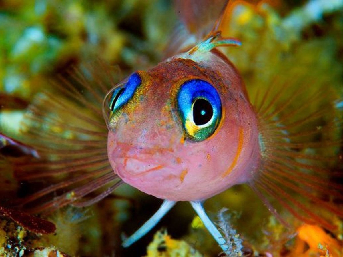 Телескопик рыбка аквариумная