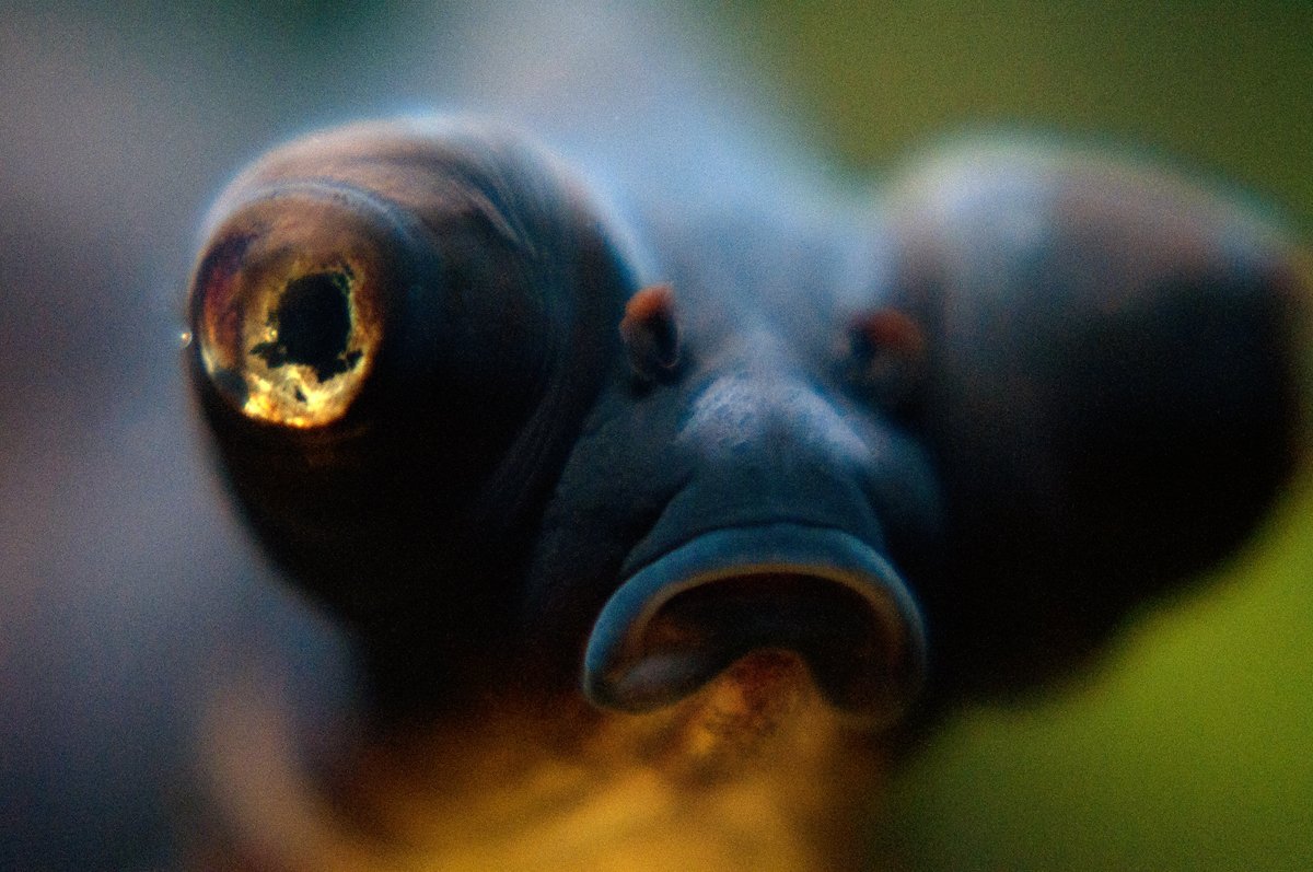 Золотая рыбка пучеглазая черная