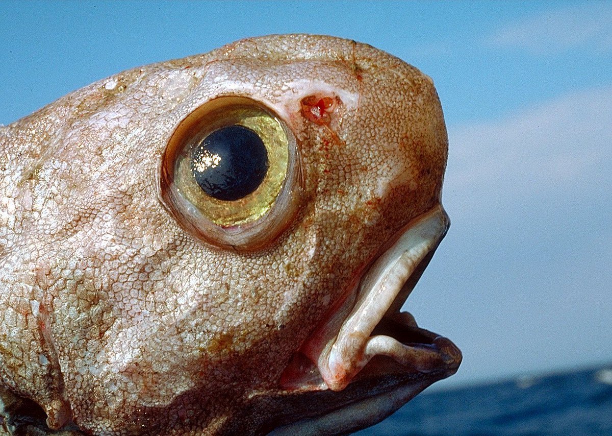 Глаза глубоководных рыб