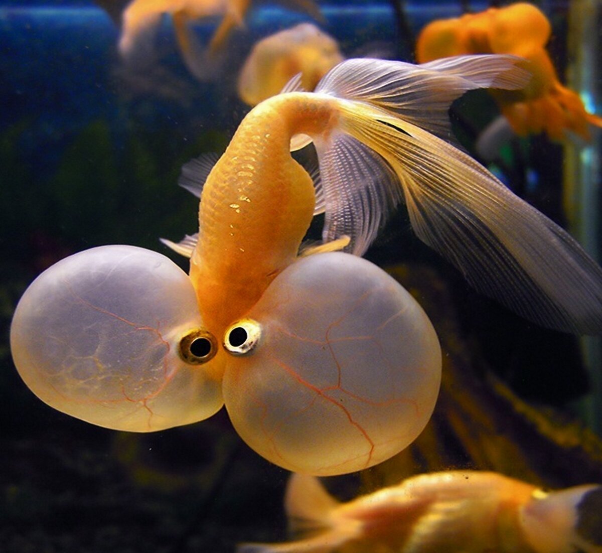 Телескопик рыбка аквариумная