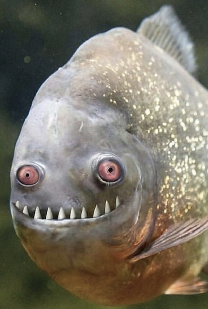 Спешная рыба с глазами