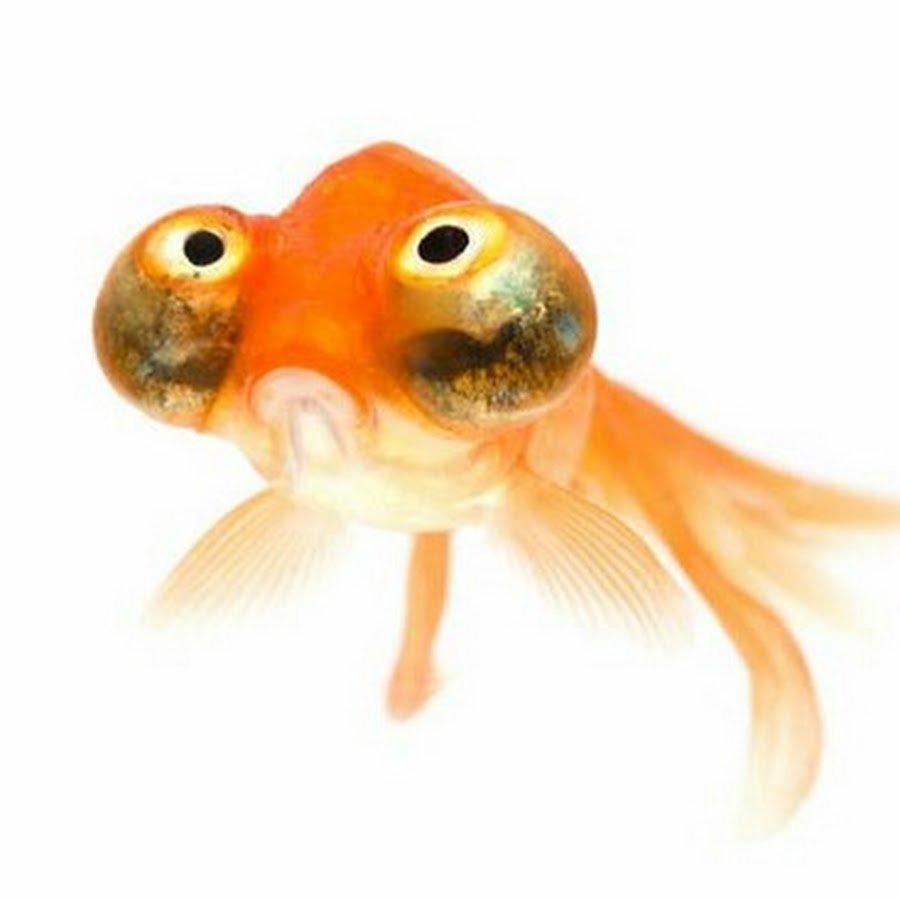 Звездочет рыбка аквариумная