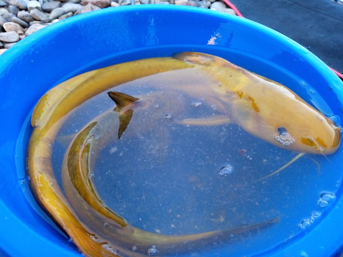 Амурская Касатка-скрипун