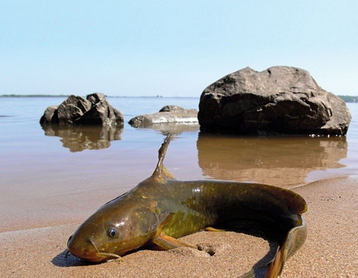 Рыба Вьюн Речной