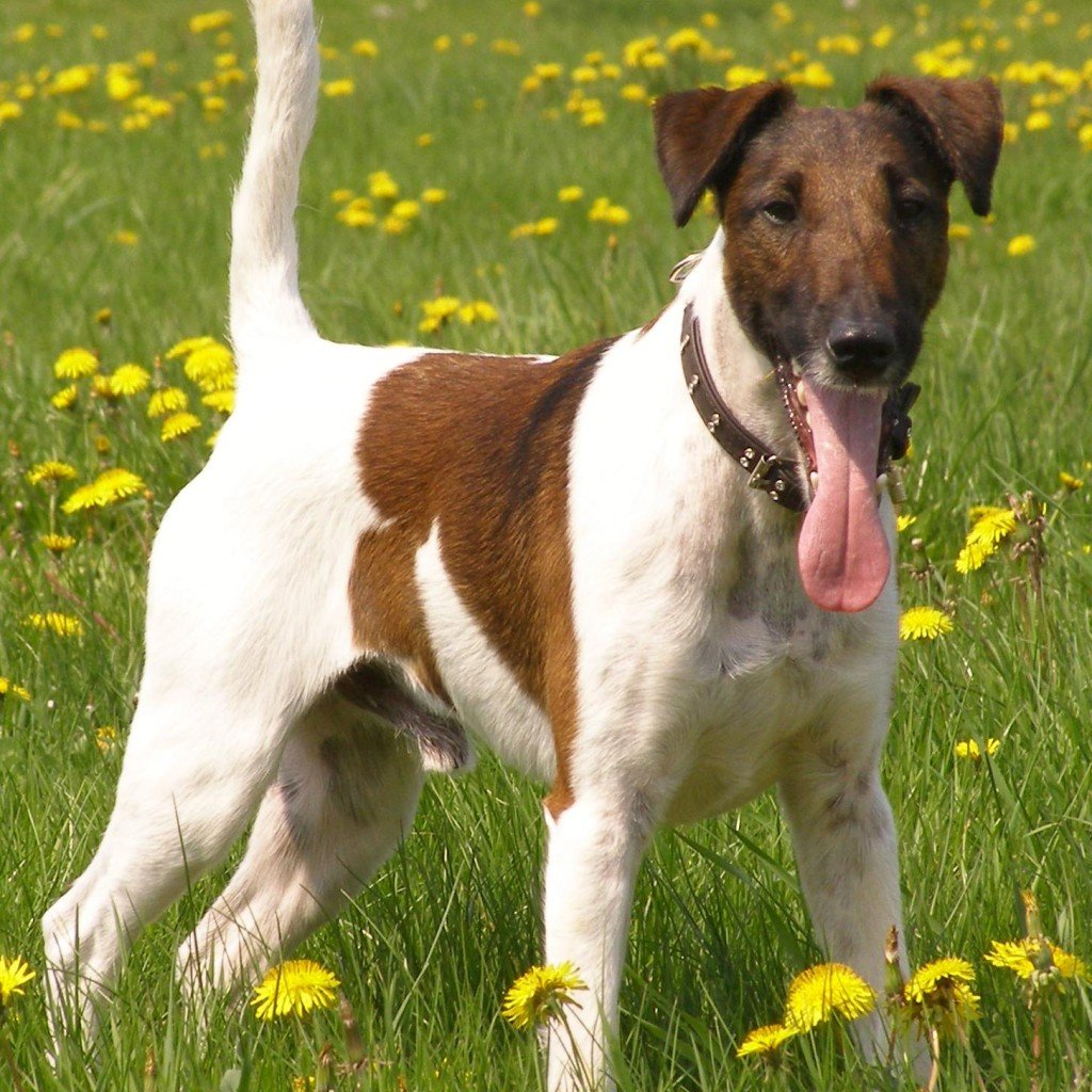 Харьер гончая