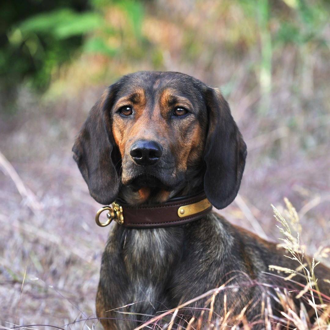 Гладкошёрстный Фокстерьер терьеры