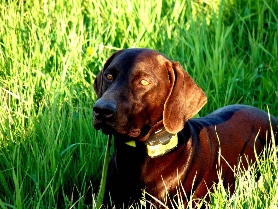 Немецкий Пойнтер Курцхаар