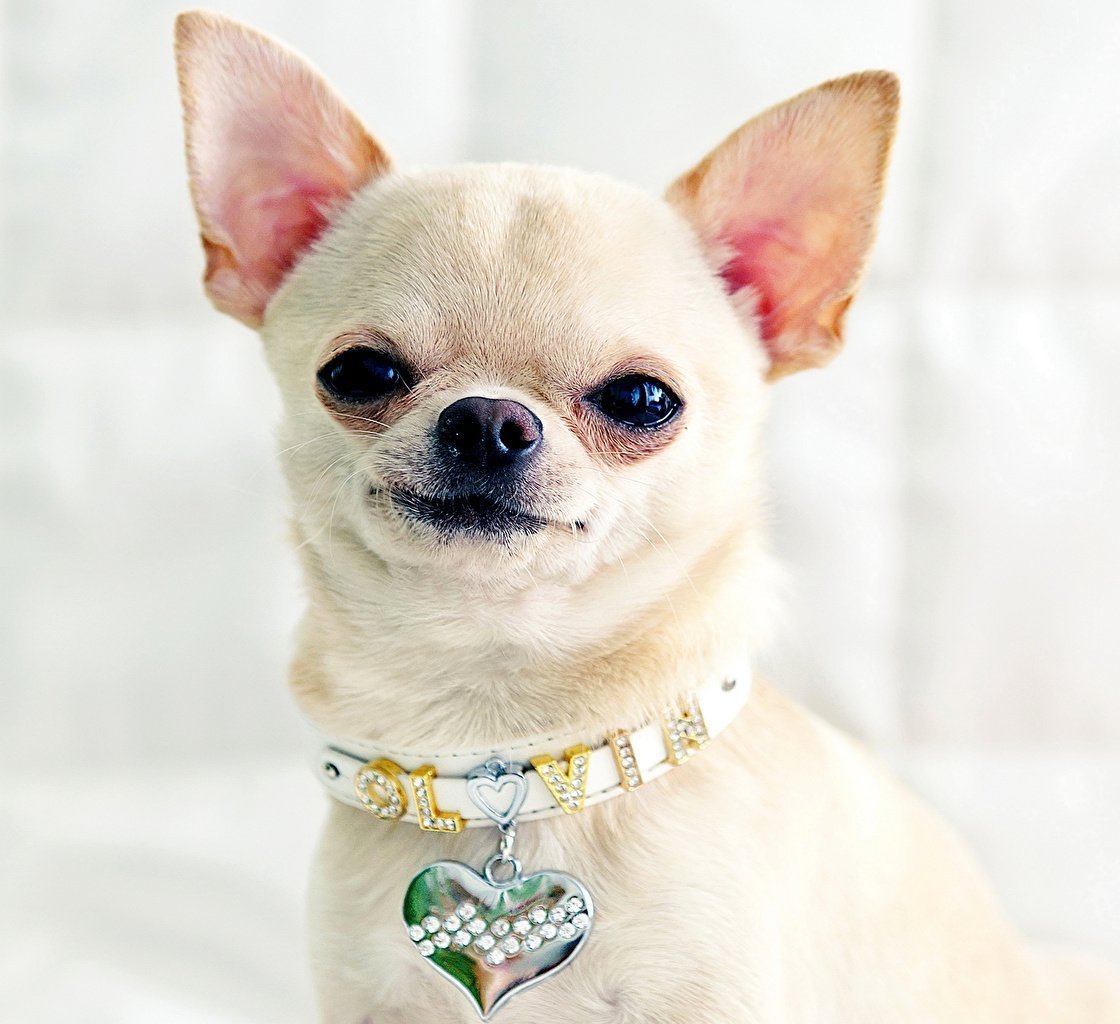 Чихуа чихуа