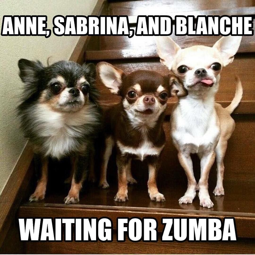 Порода собак чихуахуа