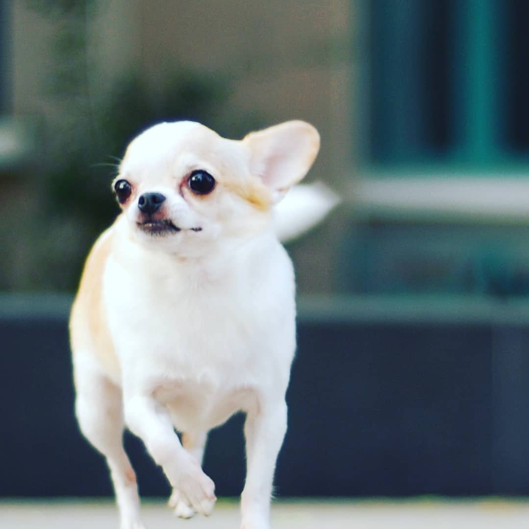 Чихуахуа кобби