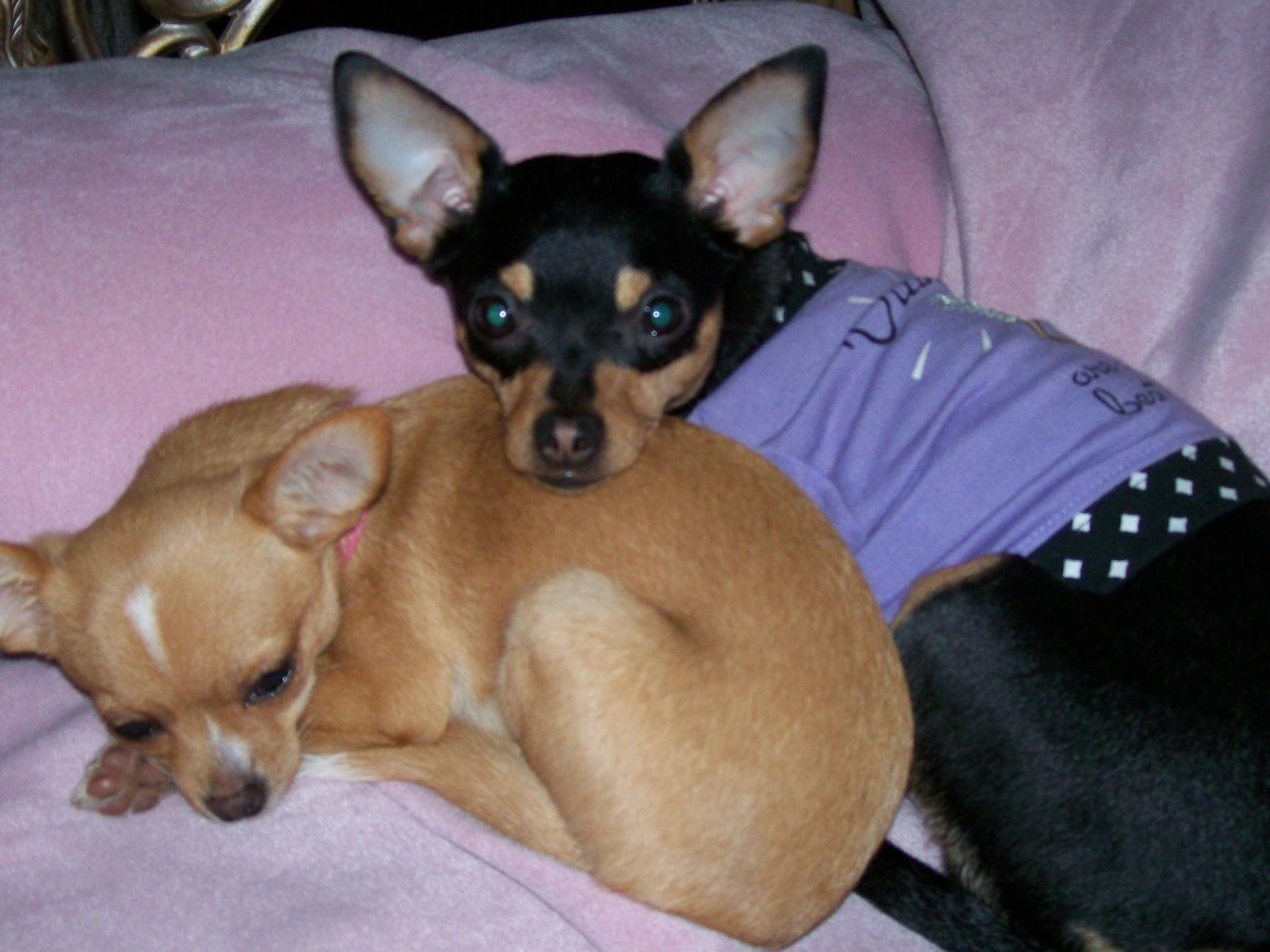 Чихуахуа Дир стандарт