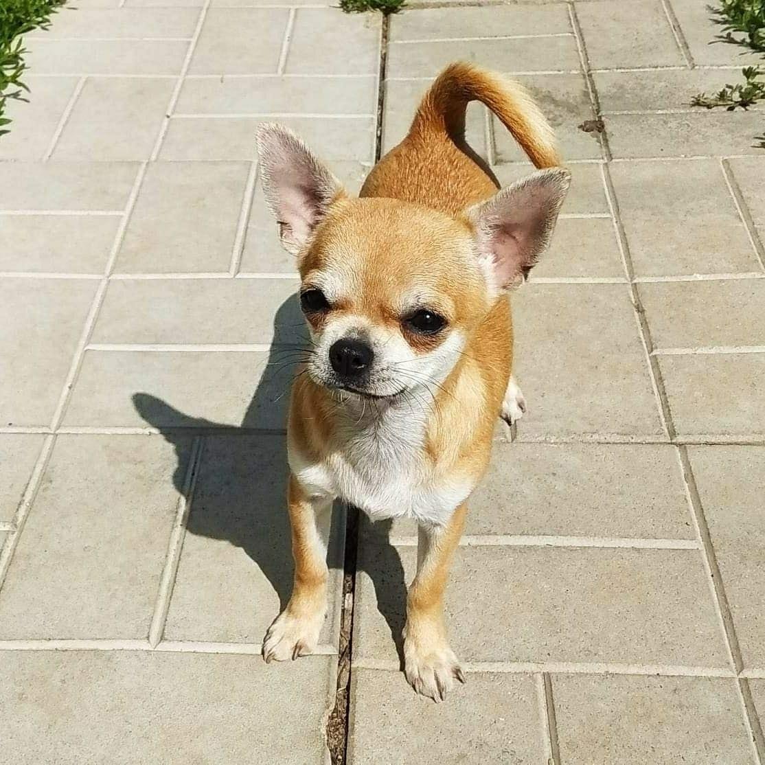 Чихуахуа гладкошерстный соболиный