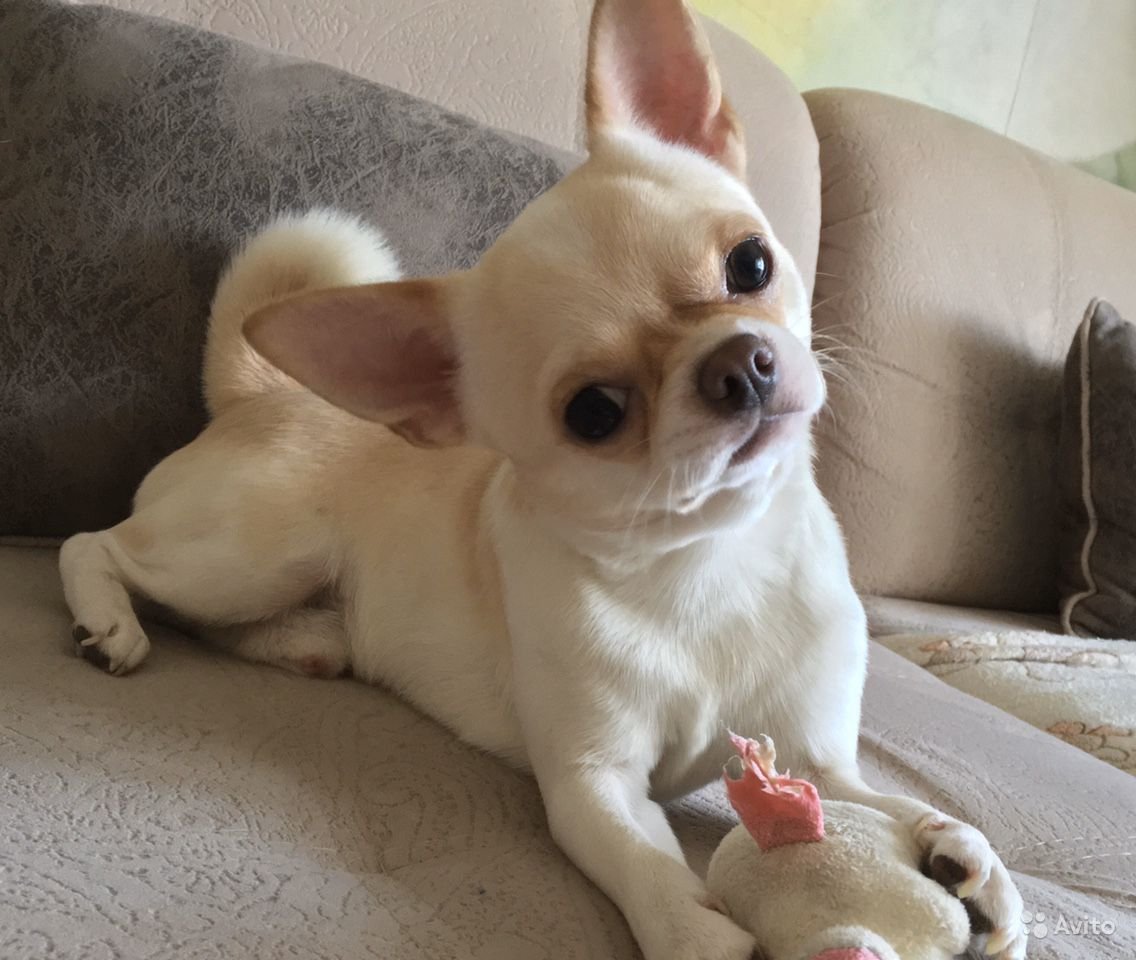 Чихуахуа Коби