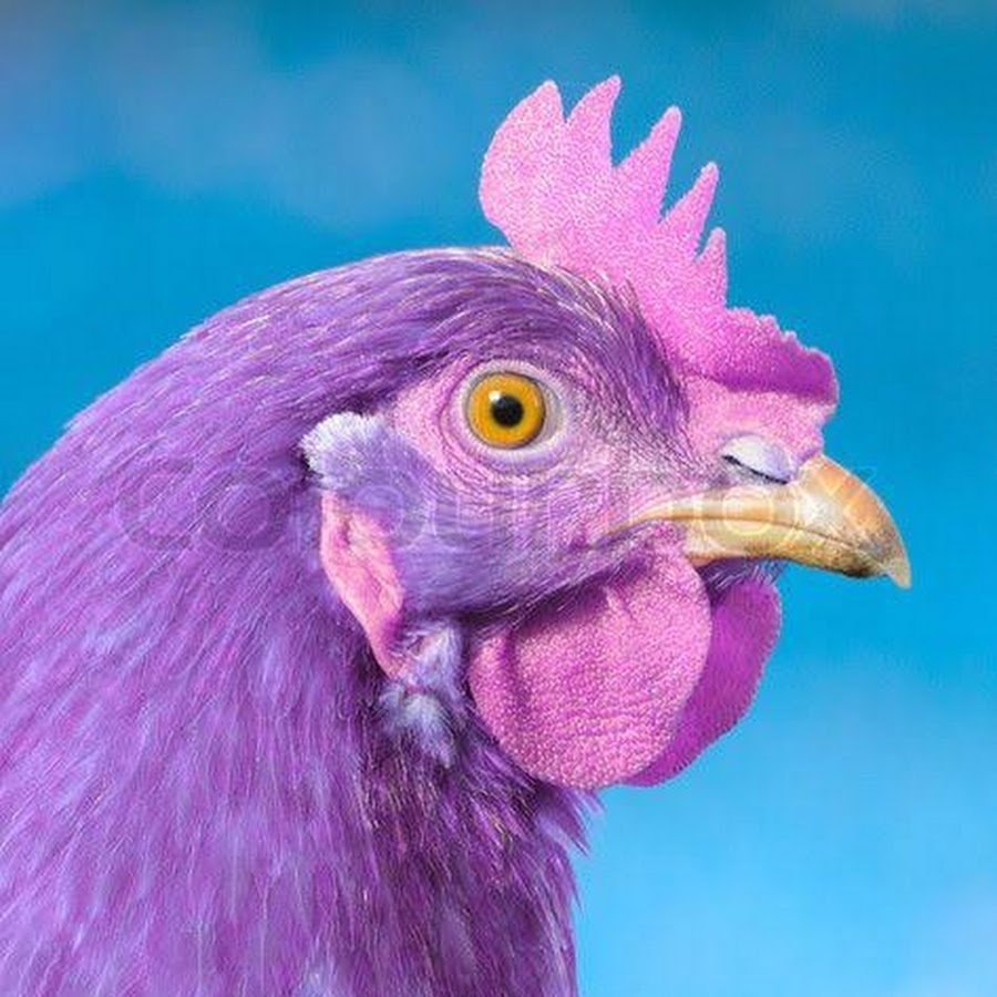 Розовая порода кур. Синяя курица. Фиолетовый петух. Фиолетовая курица. Розовый петух.