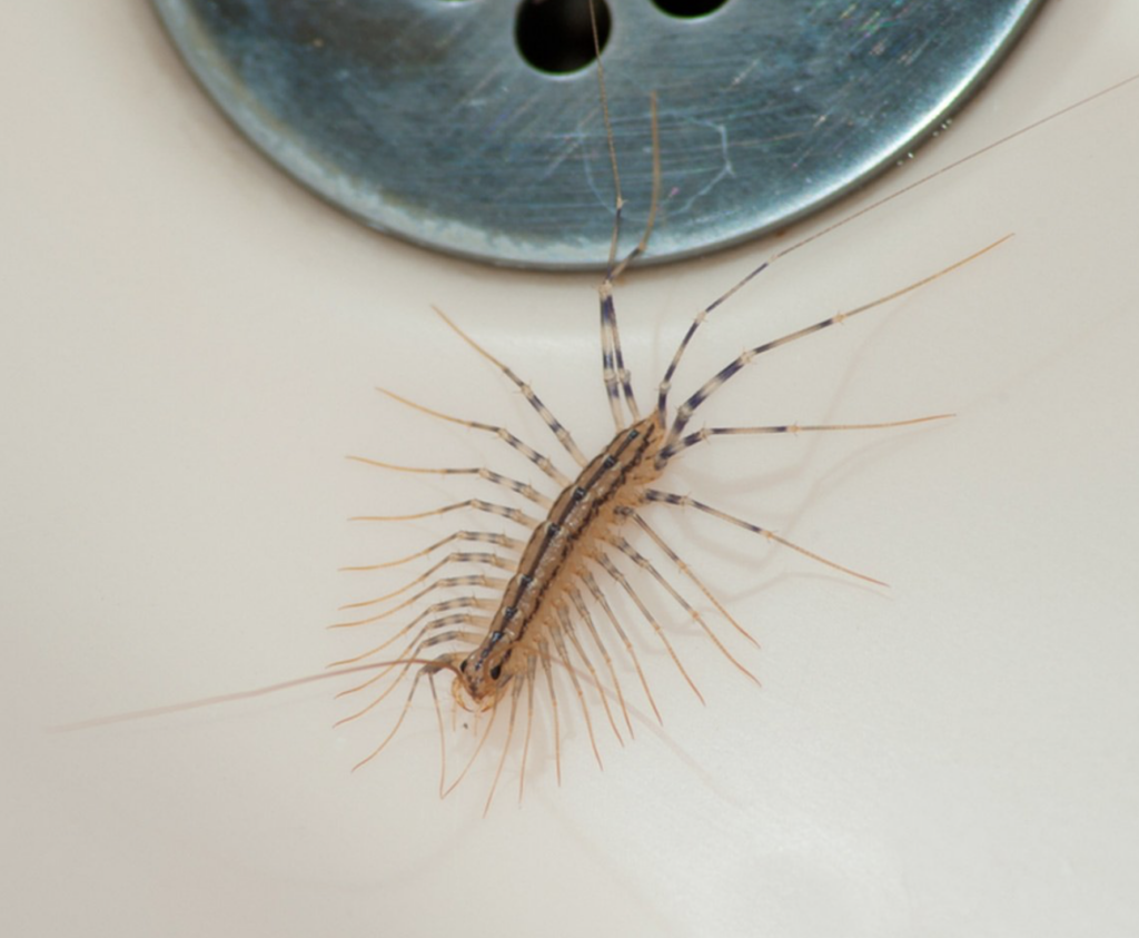 Многоножка Millipede