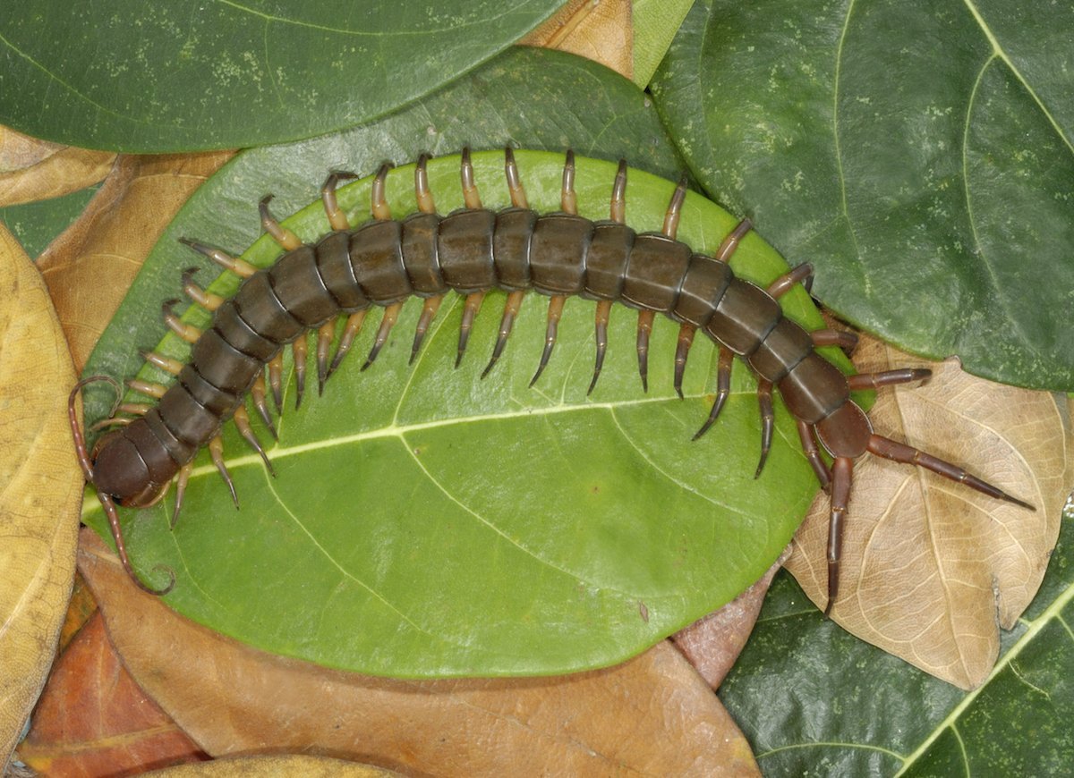 Гусеница многоножка костянка