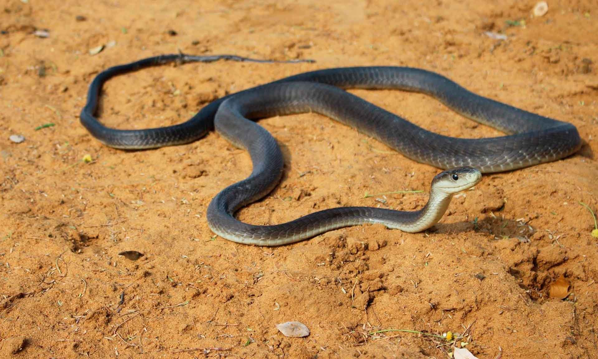 Черная мамба яд. Чёрная мамба змея. Африканская змея черная мамба. Ядовитая змея черная мамба. Чёрная мамба (Dendroaspis polylep.