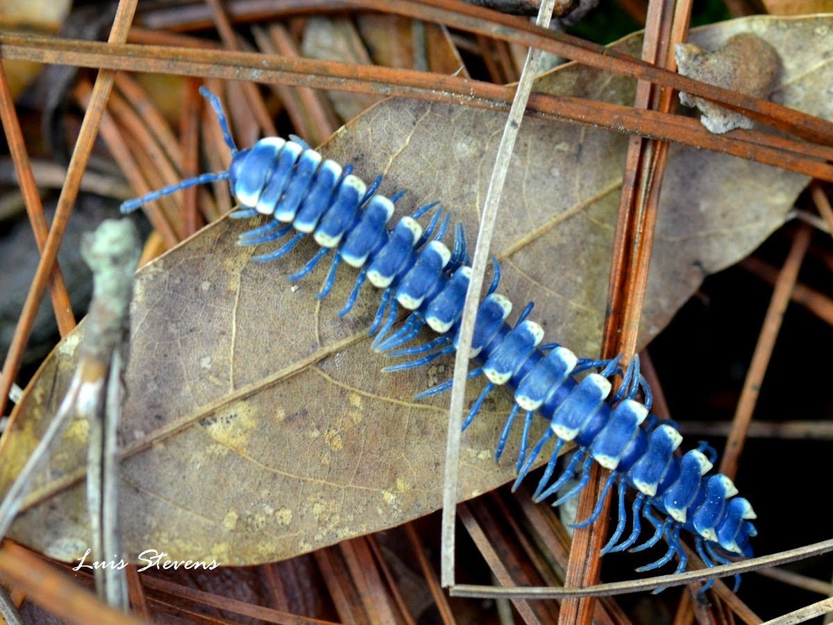 Мокрица насекомое сороконожка