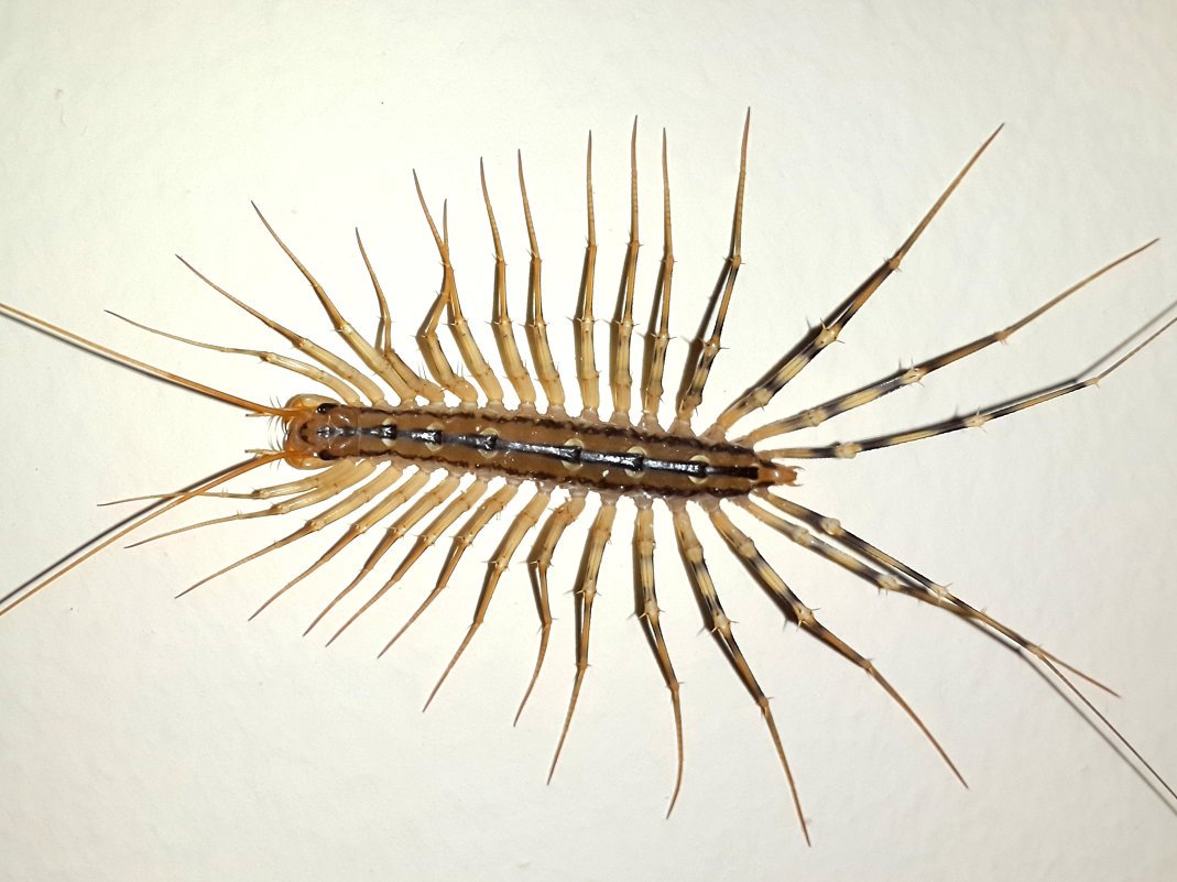 Сороконожка сколопендра мухоловка