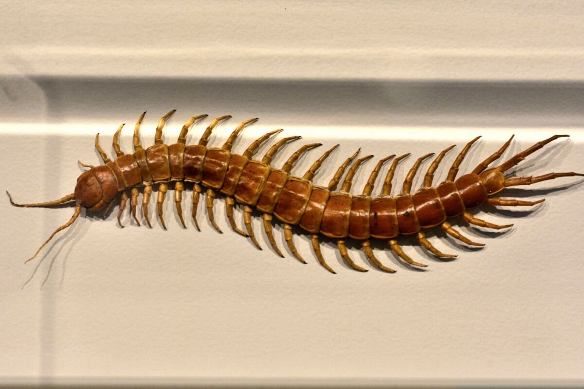 Многоножка насекомое