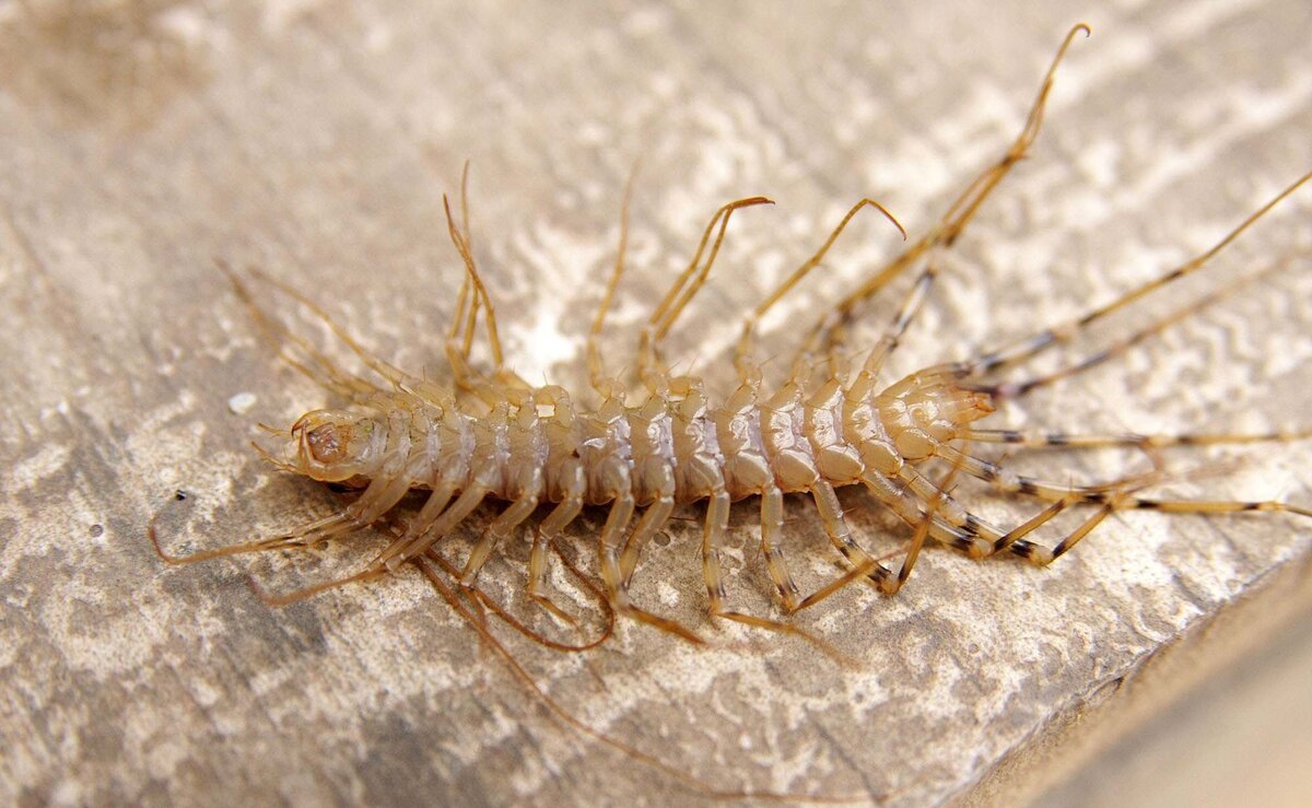 Многоножка Arthropleura