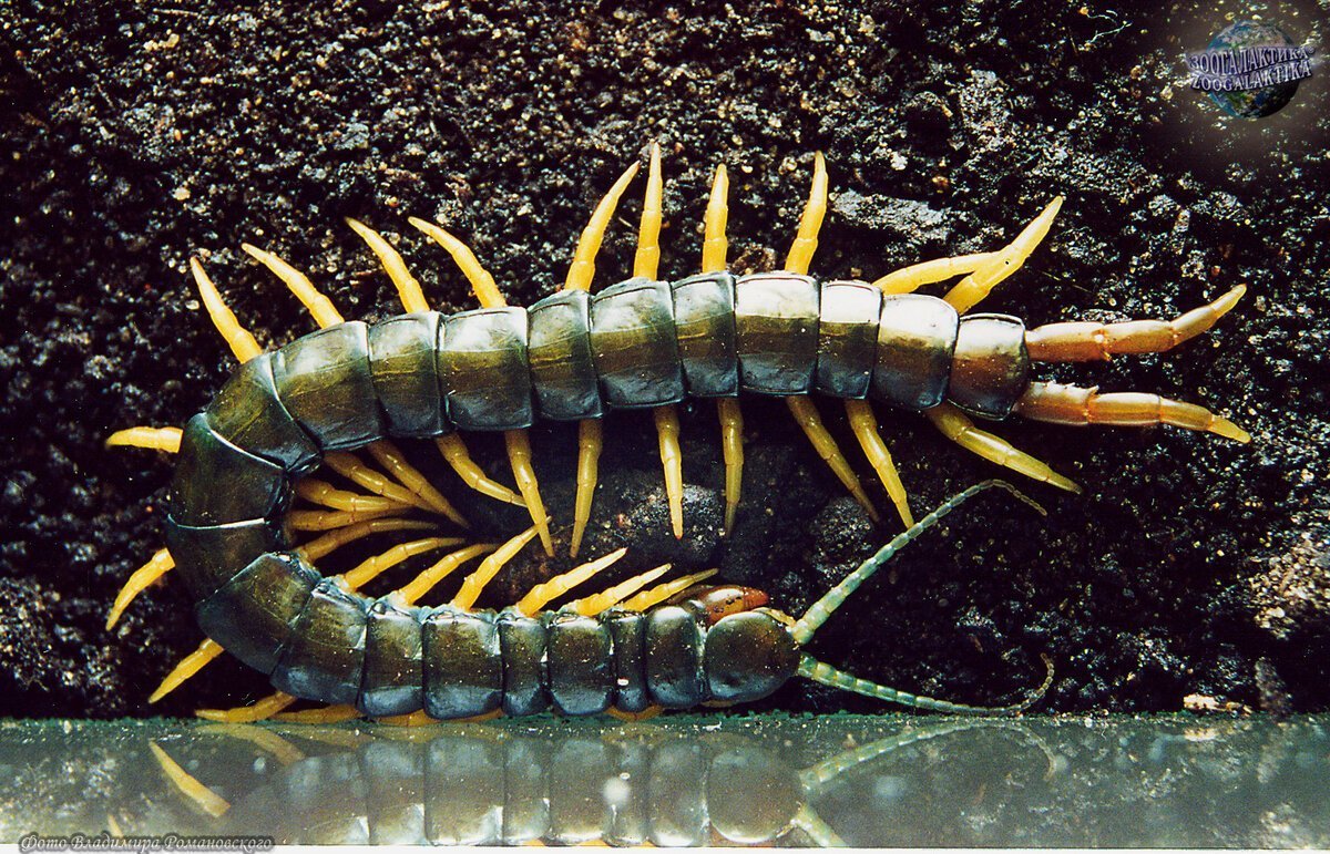 Горчатая сколомпендра