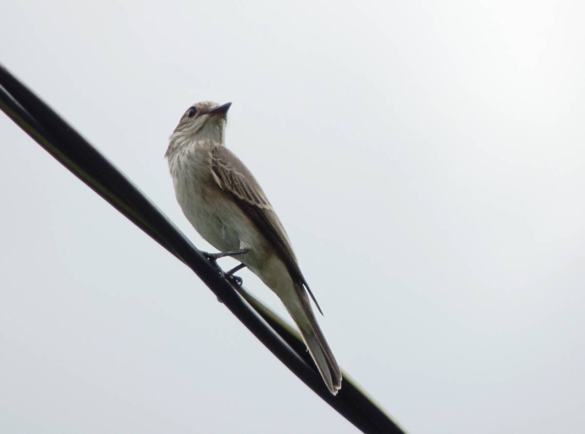 Серенькая птичка с длинным хвостиком