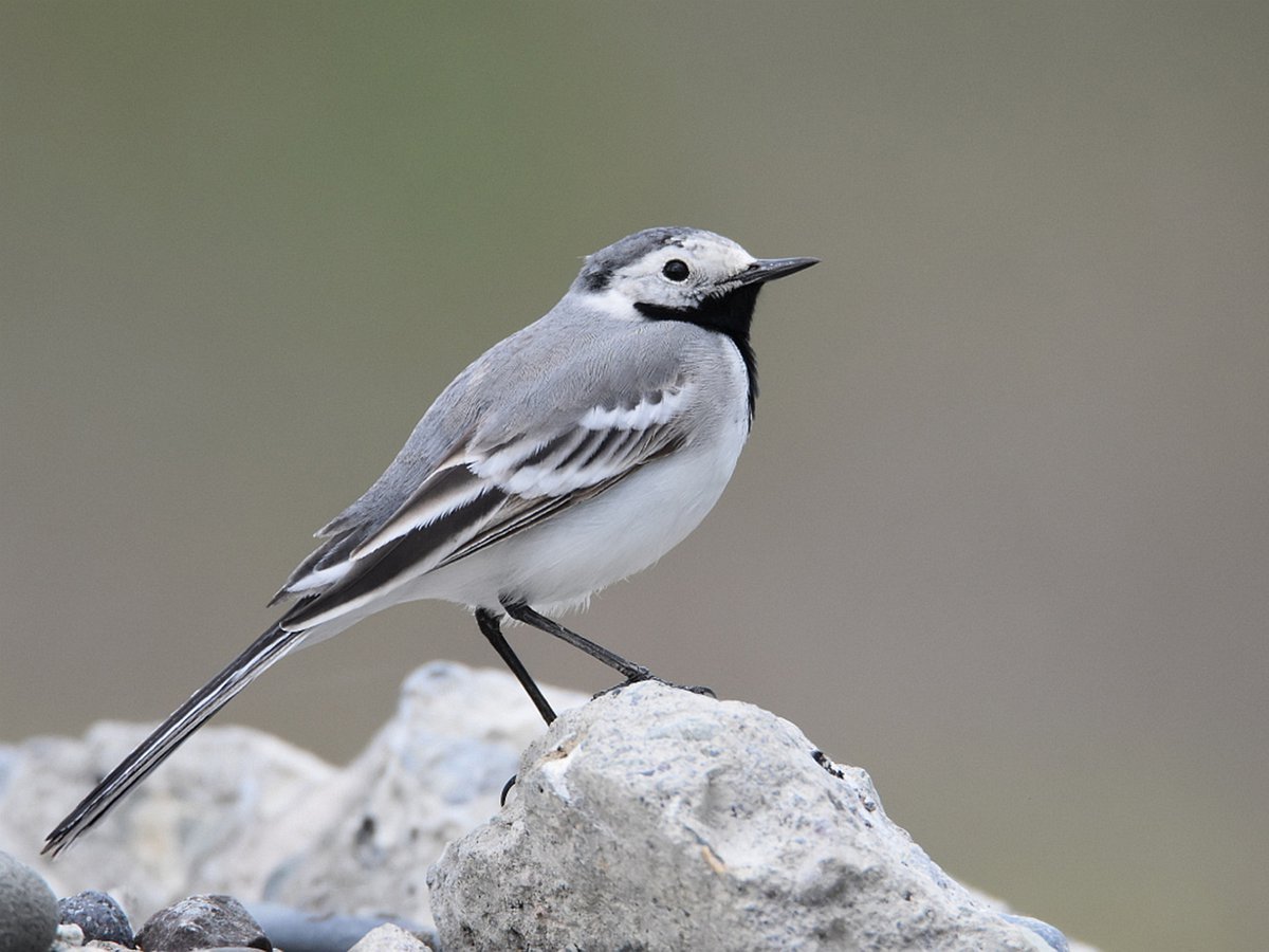 Трясогузка белая трясогузка