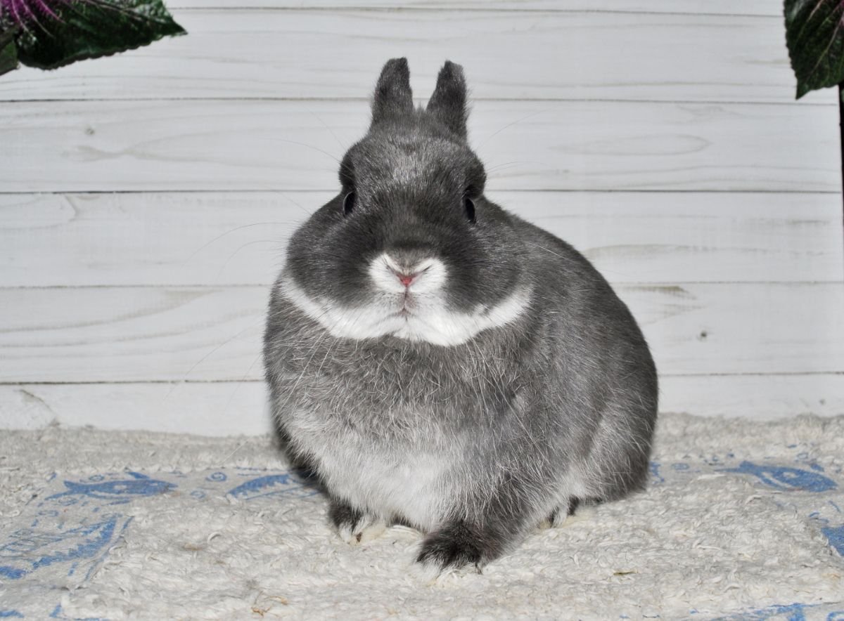 Сатиновый кролик