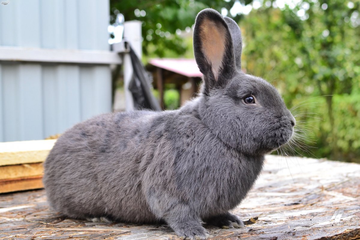 Нидерландский карликовый кролик купить в СПБ
