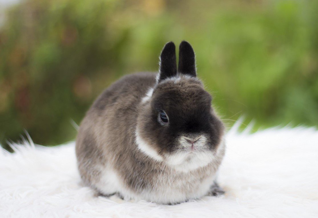 Кролики породы Мардер