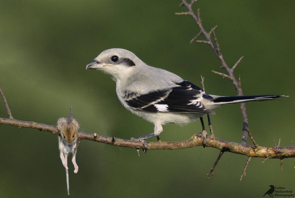 Обыкновенный жулан серый сорокопут