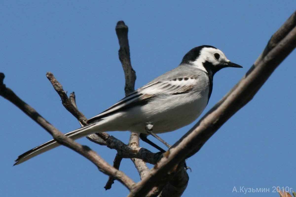 Птица с белой полосой на голове