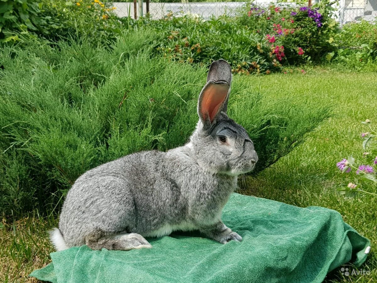 Кролик породы рекс