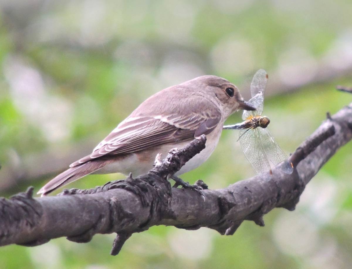 Серая птица