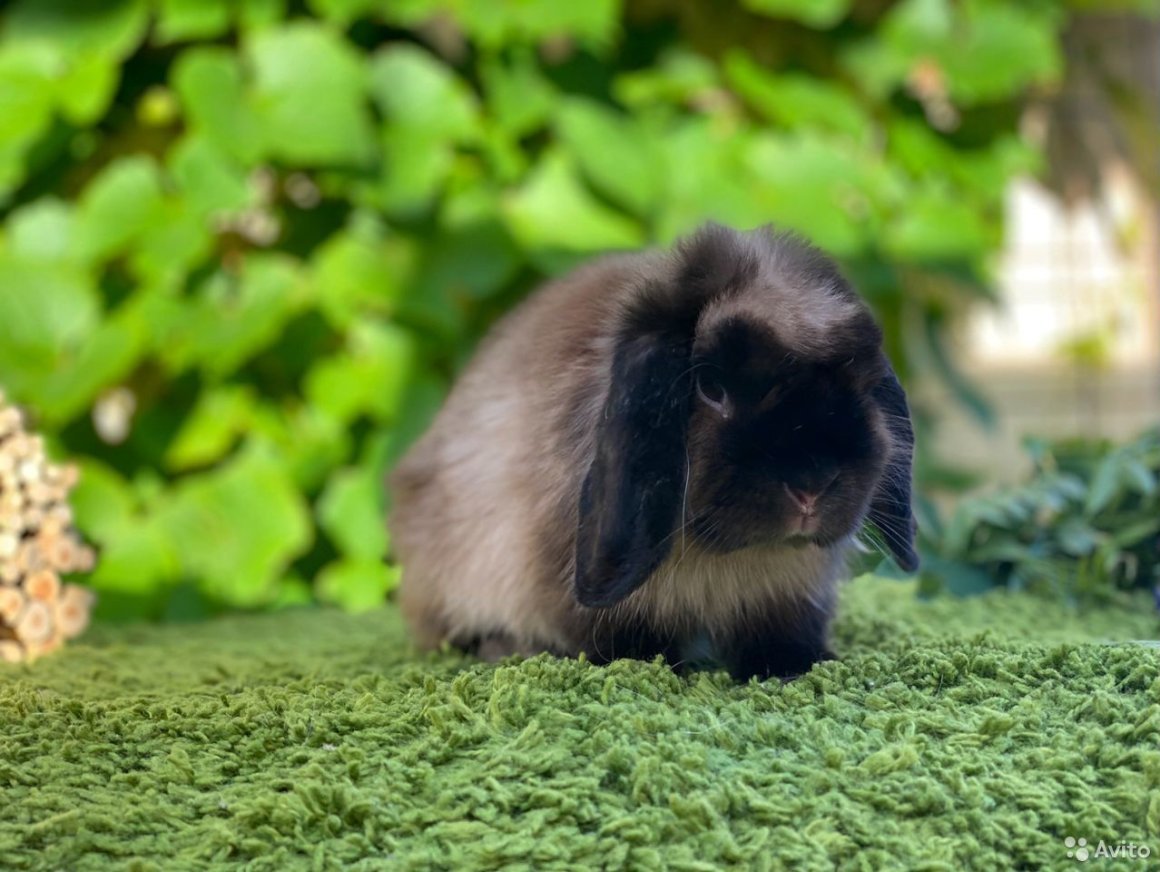 Кролик окрас Мардер