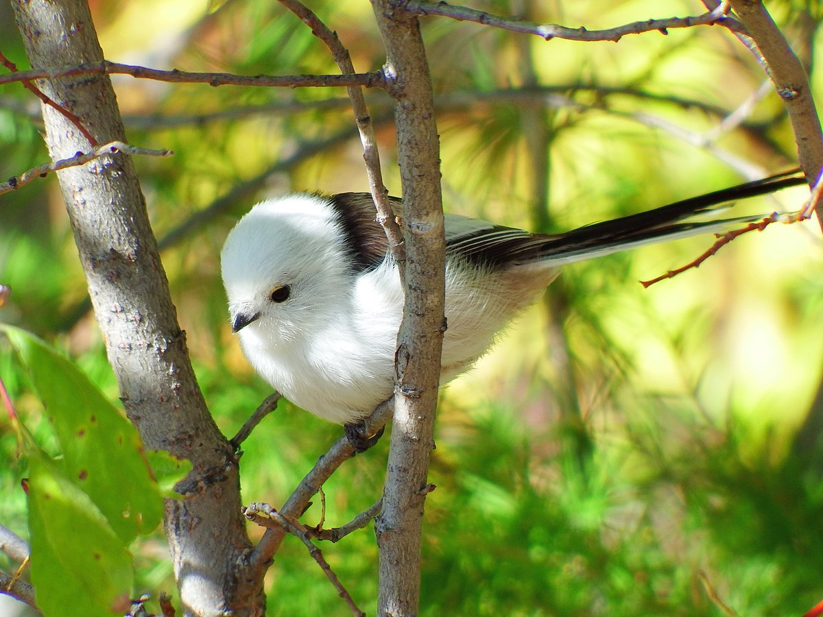Синица ополовник