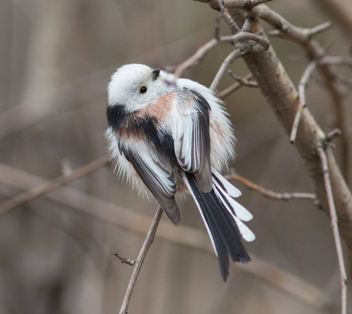 Длинннохвостая синичка