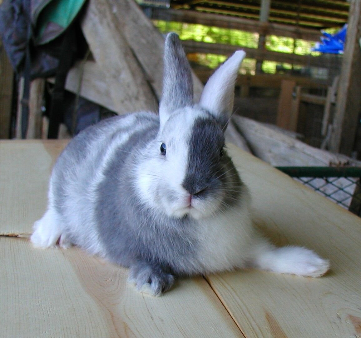 Строкач кролик Гавана