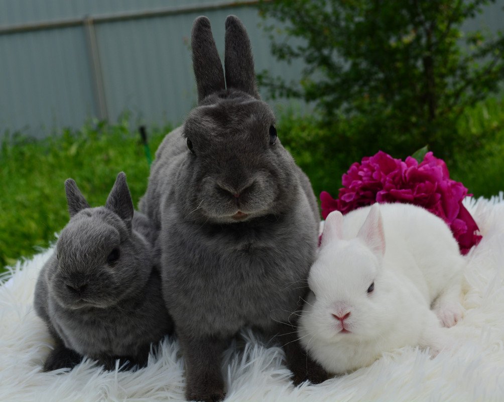 Японский карликовый кролик