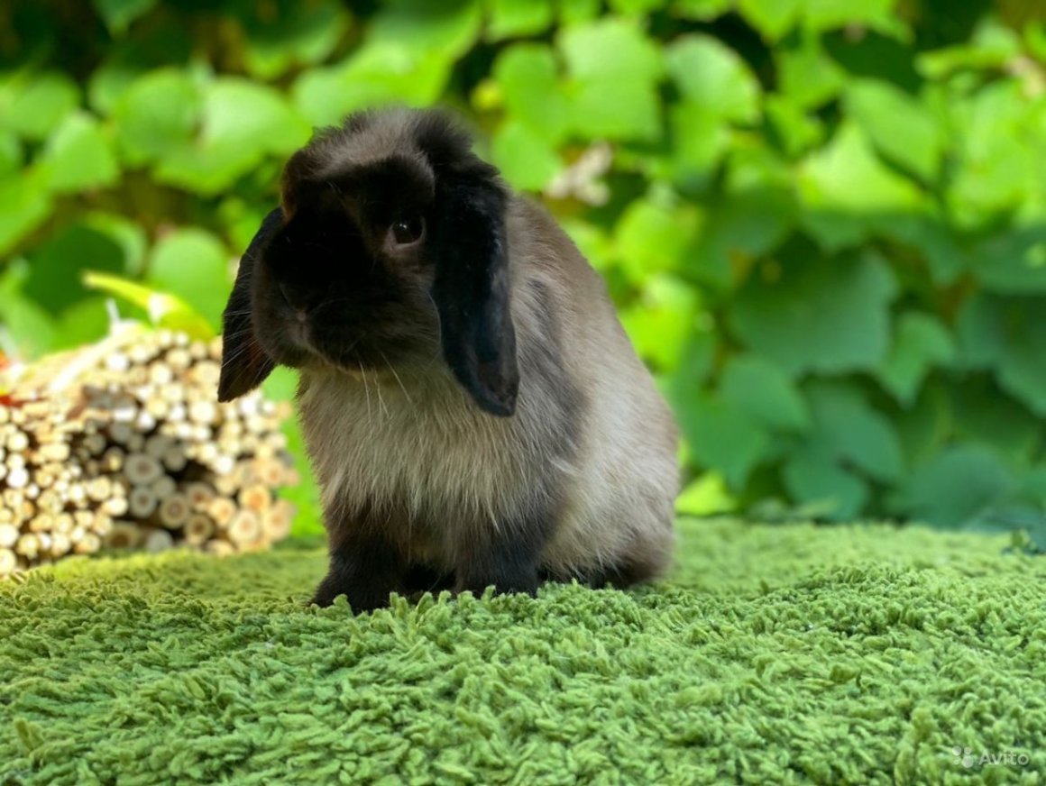 Кролики породы Мардер