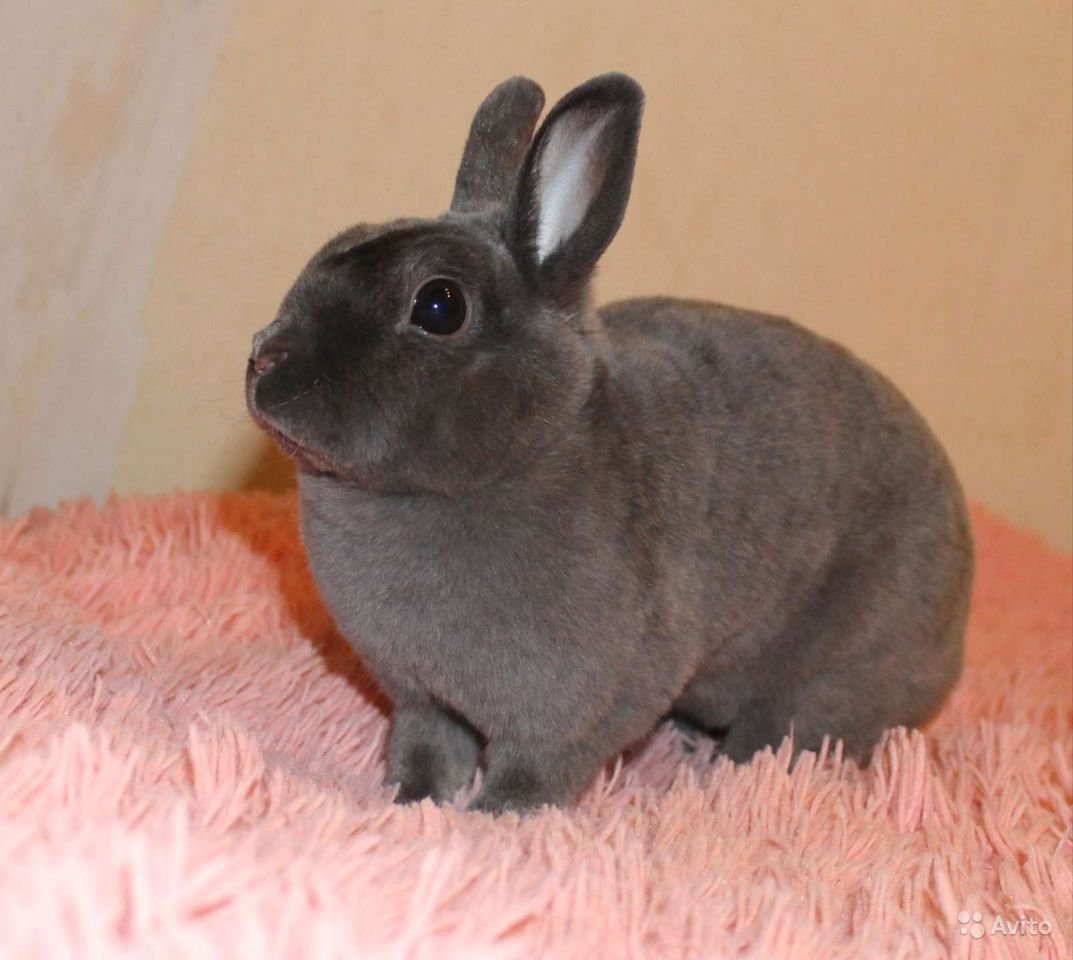 Кролики породы рекс окрасы